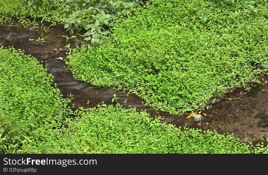 Wind and flow with green in spring