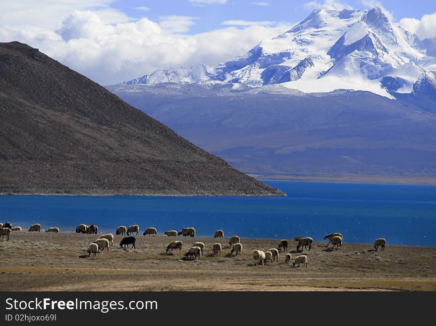 Sheeps near lake