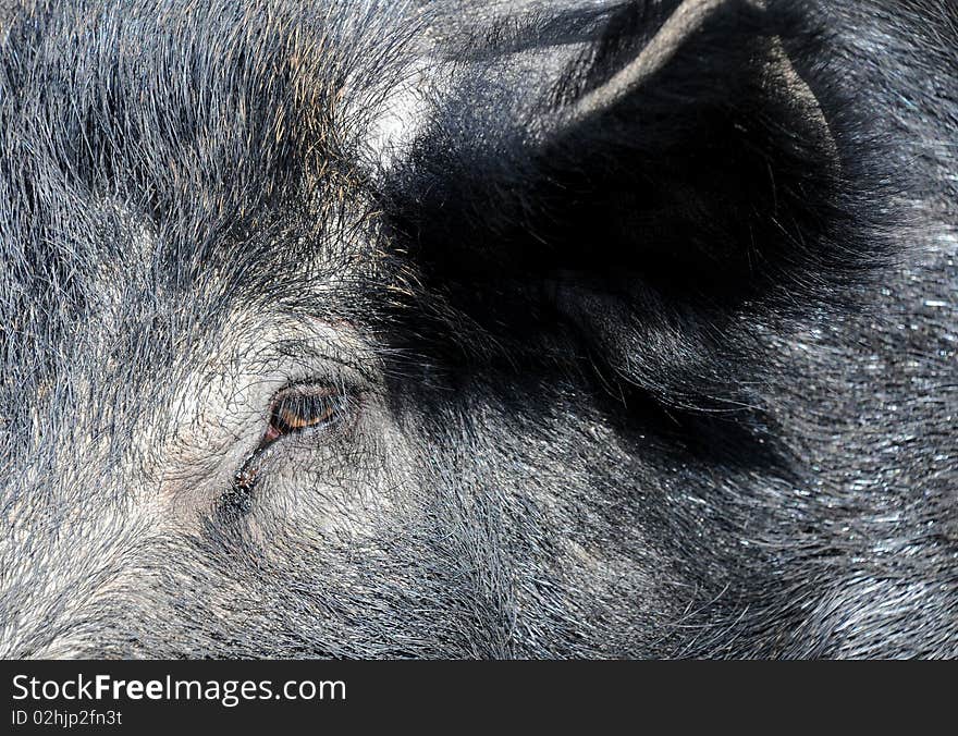 Closeup image of the muzzle of a huge wild boar. Closeup image of the muzzle of a huge wild boar