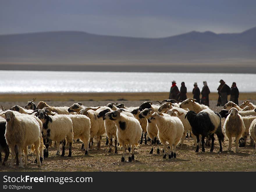 Sheeps And Farmers