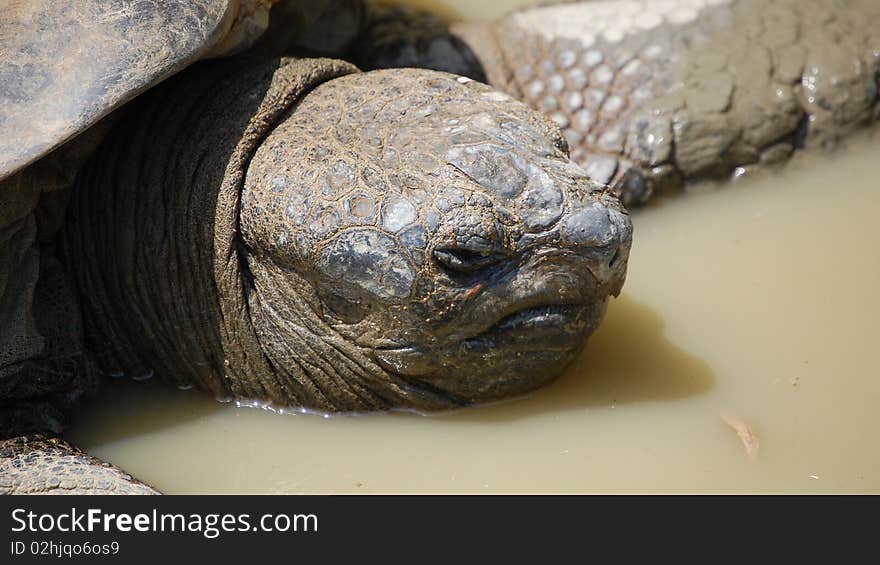 Big turtle head in mucky water