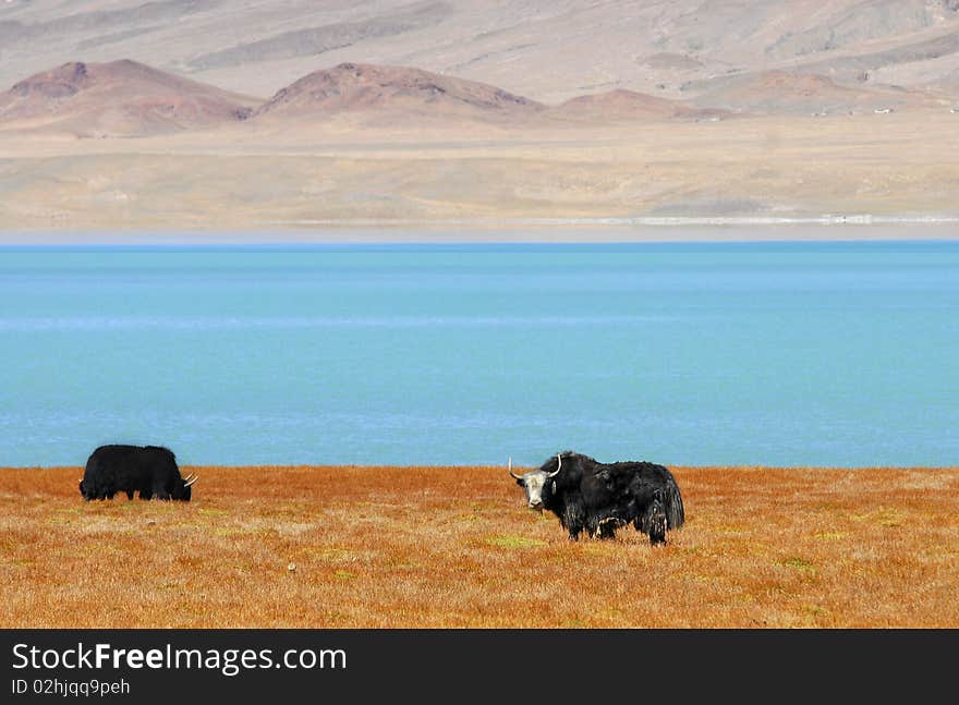 Yak near the lake