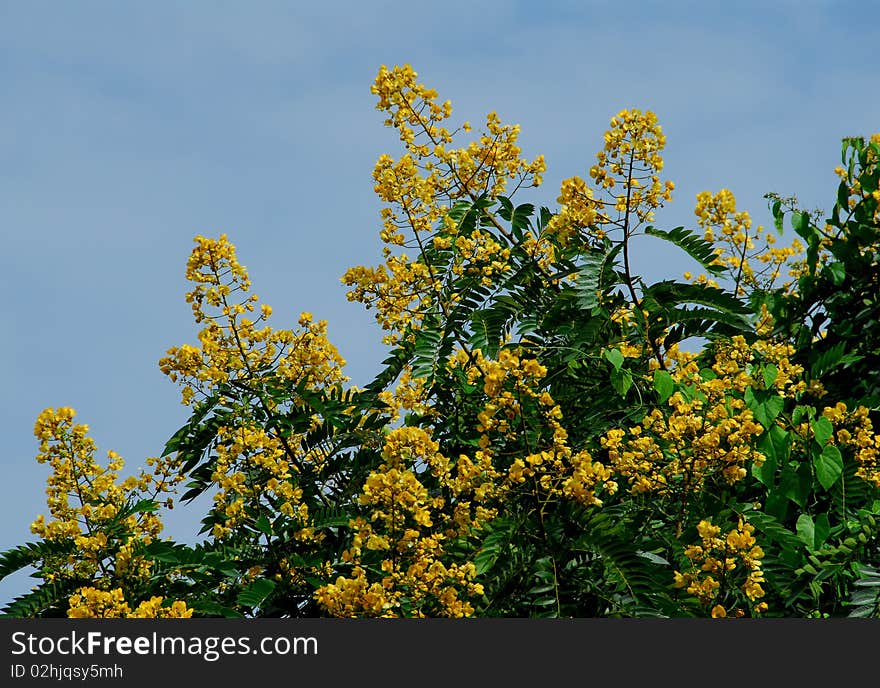 A plant with yellow flowers. A plant with yellow flowers