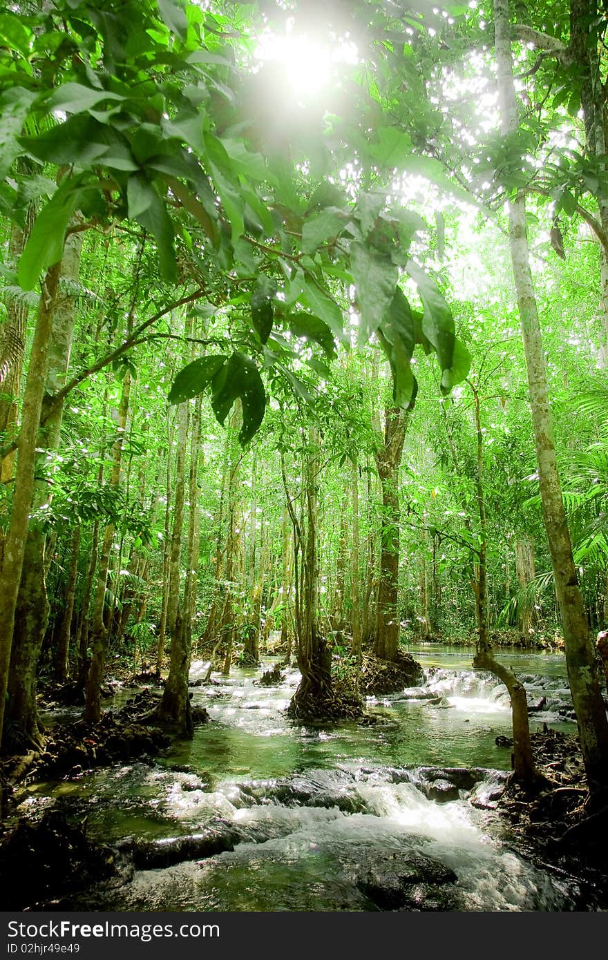 Forest and river.