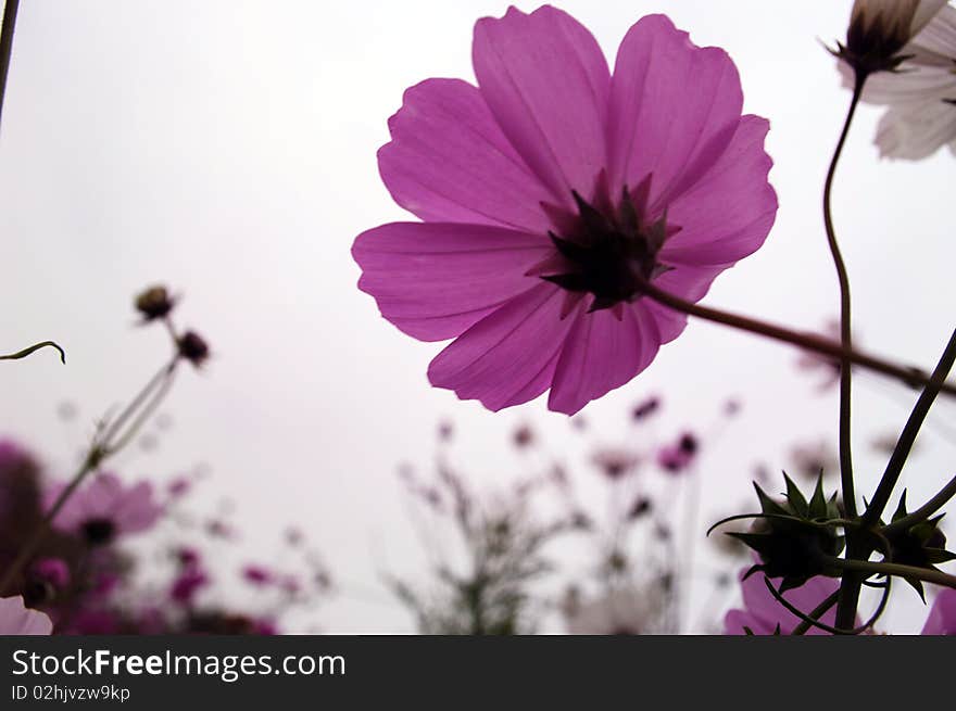 Pink flowers in full bloom. Pink flowers in full bloom