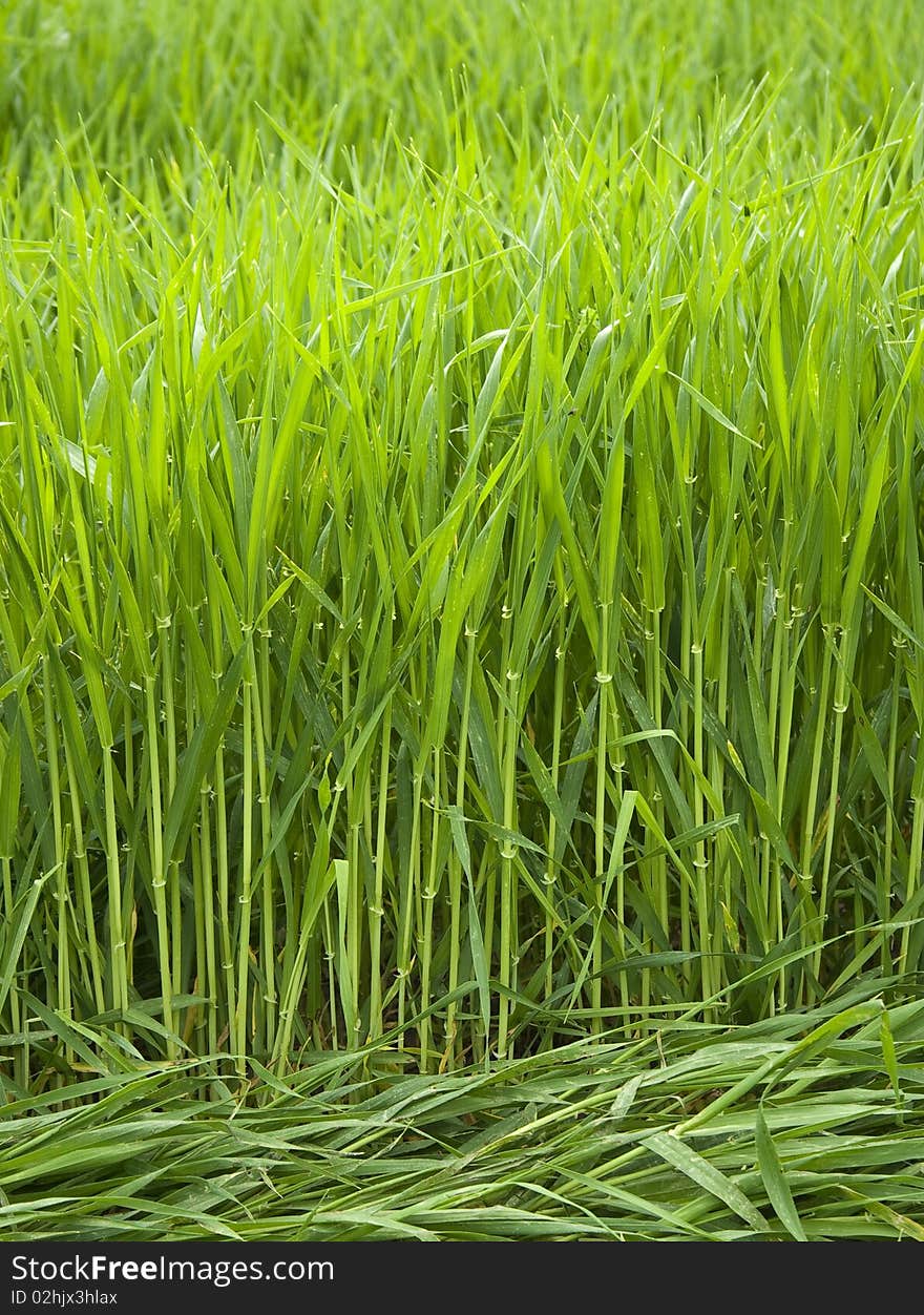 Wheat field close up