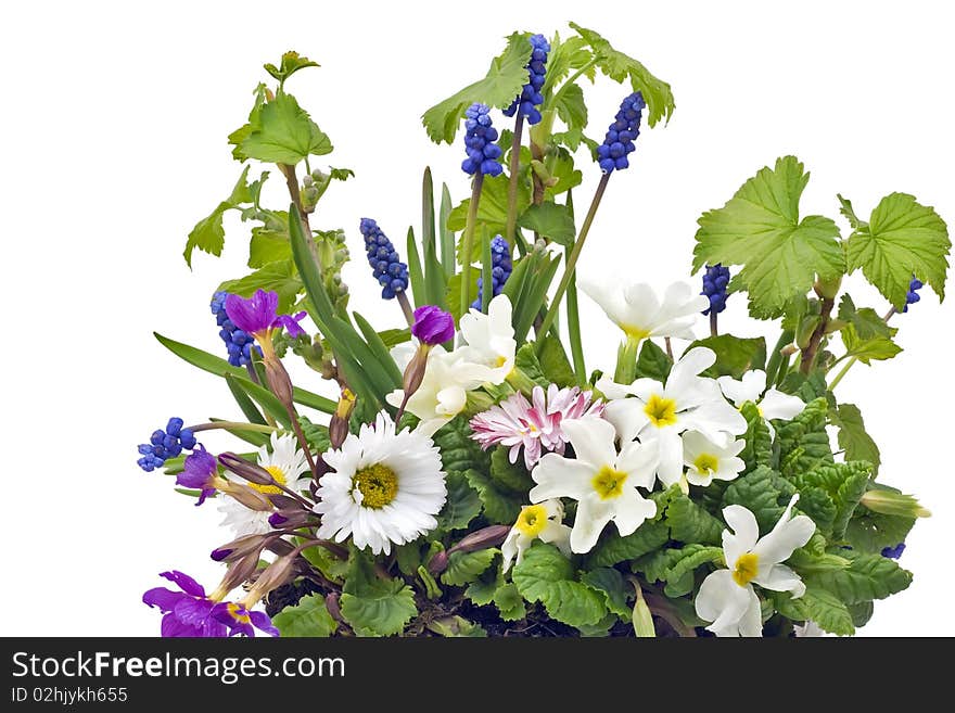 Simple postcard with spring  primroses and daisies. Isolated on white. Simple postcard with spring  primroses and daisies. Isolated on white.