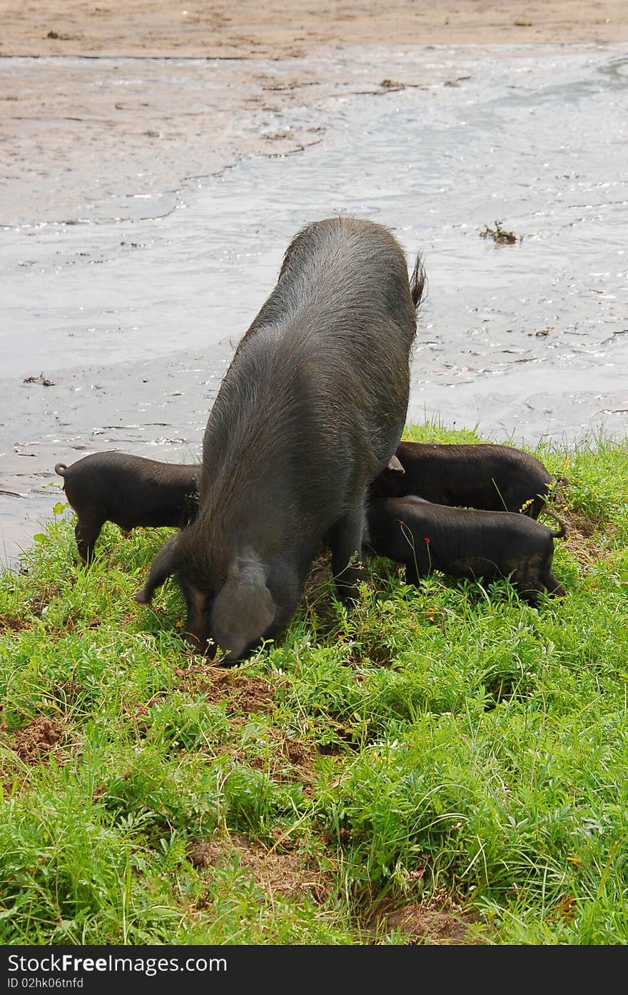 Pigs in northern China.Sows and piglets . Pigs in northern China.Sows and piglets .