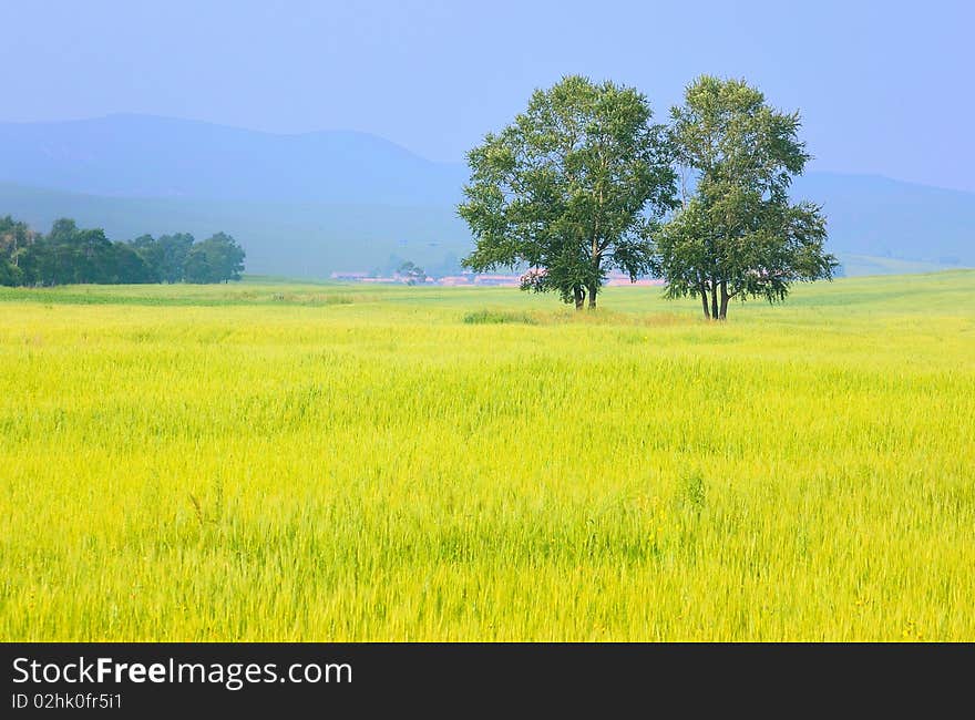 Summer Field and grassland landscapes