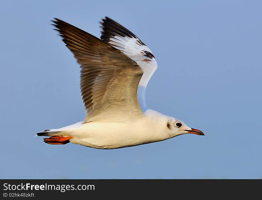 Flying Seagull