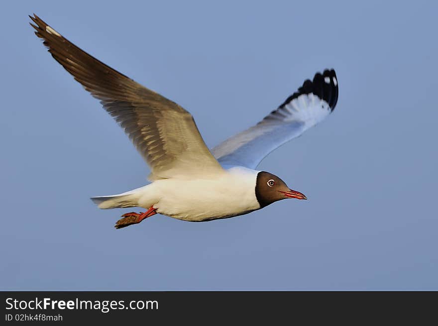 Flying Seagull