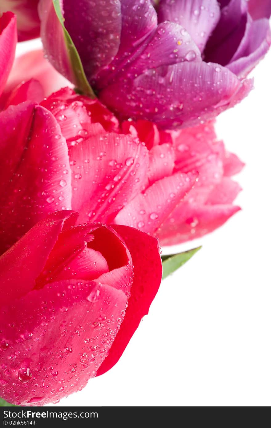 Beautiful tulips isolated on the white background