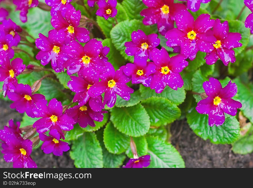 Beautiful flowers in small garden