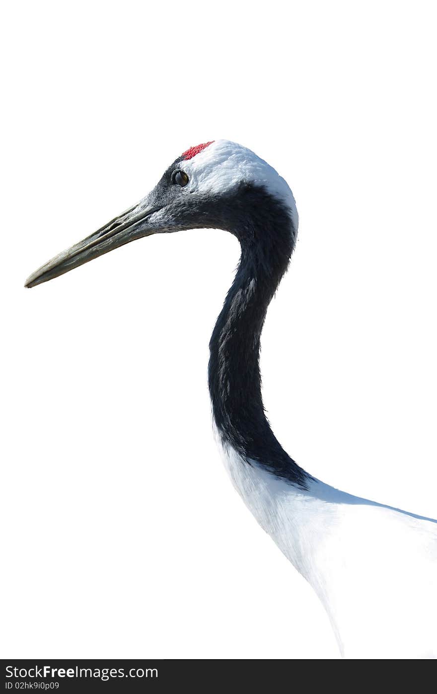 Red-crowned Crane