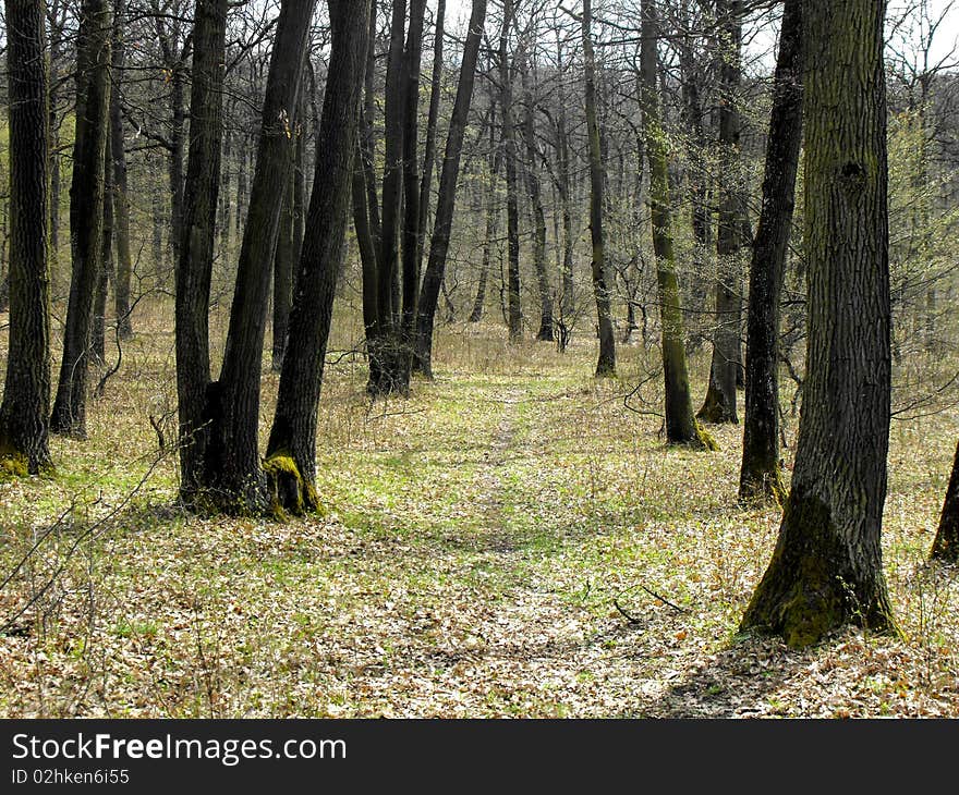 Forest walking path by the colourful hillside. Forest walking path by the colourful hillside