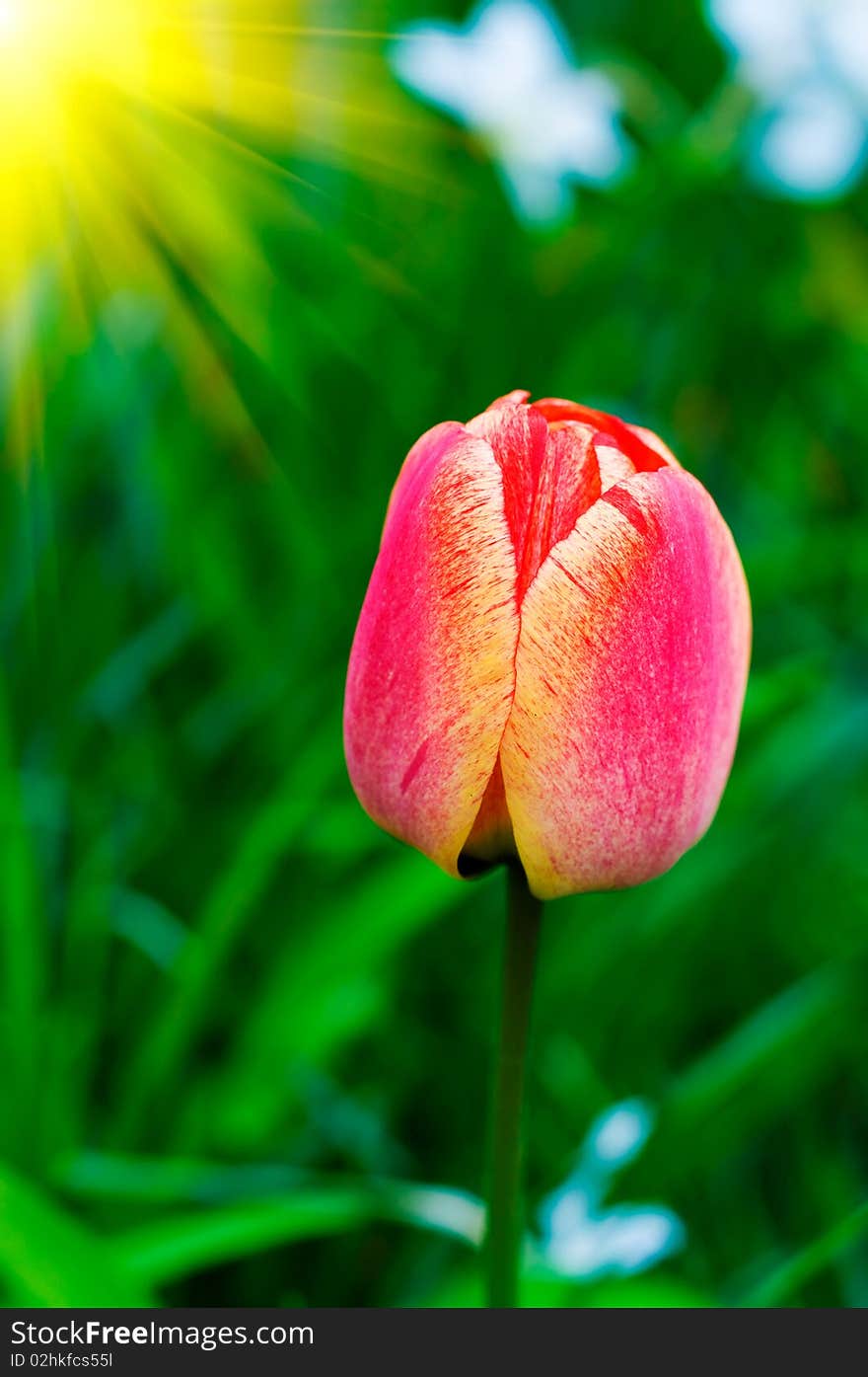 Wonderful sunbeams and red tulip by spring. Wonderful sunbeams and red tulip by spring.