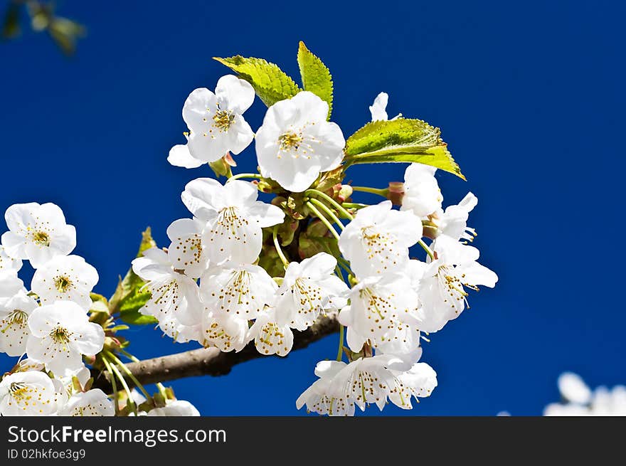 Classy cherry branch blossom  on the background of sky by spring. Classy cherry branch blossom  on the background of sky by spring.