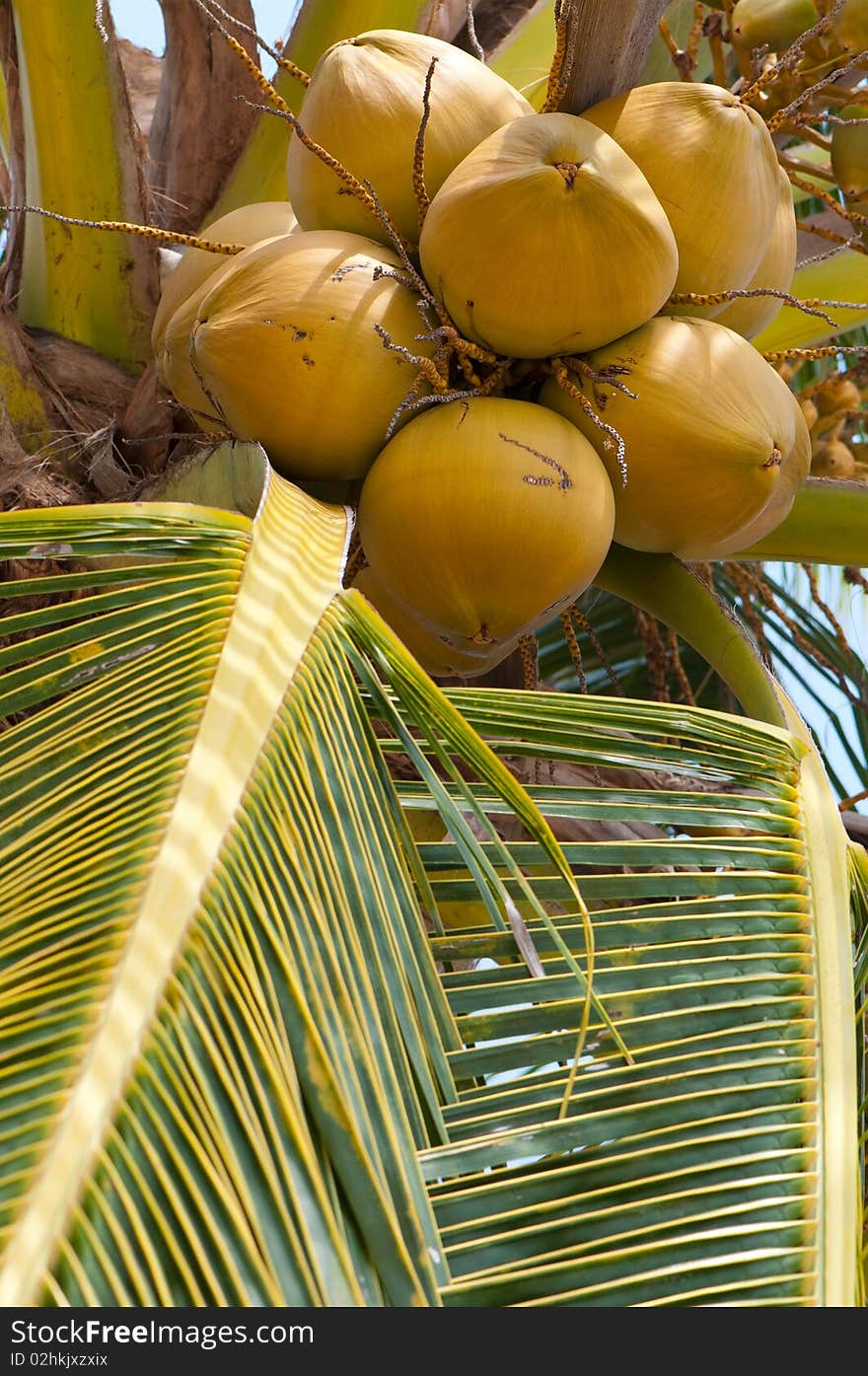 An close-up of a coconut tree with coconuts