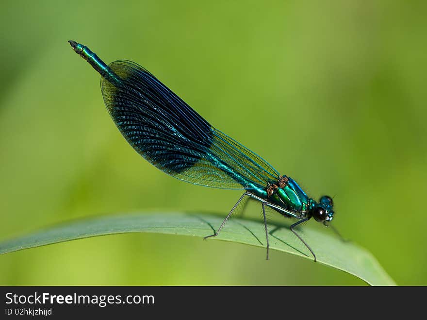 A banded damselfly on a leaf. A banded damselfly on a leaf