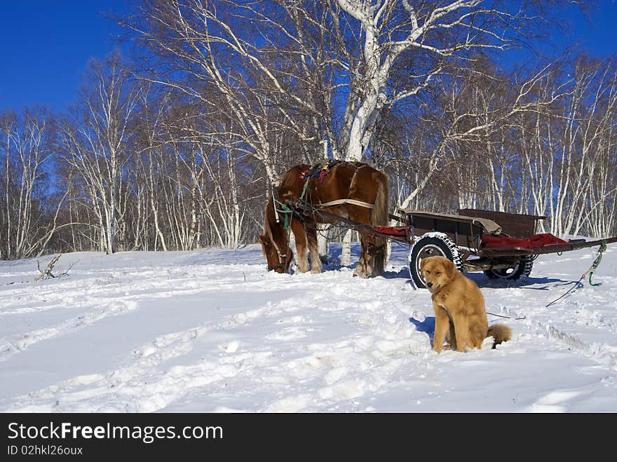 A horse and a dog walk on snowfield. A horse and a dog walk on snowfield