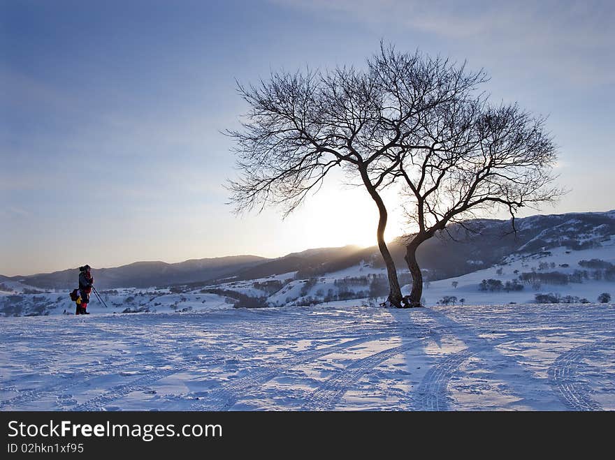 A Photographer And A Tree