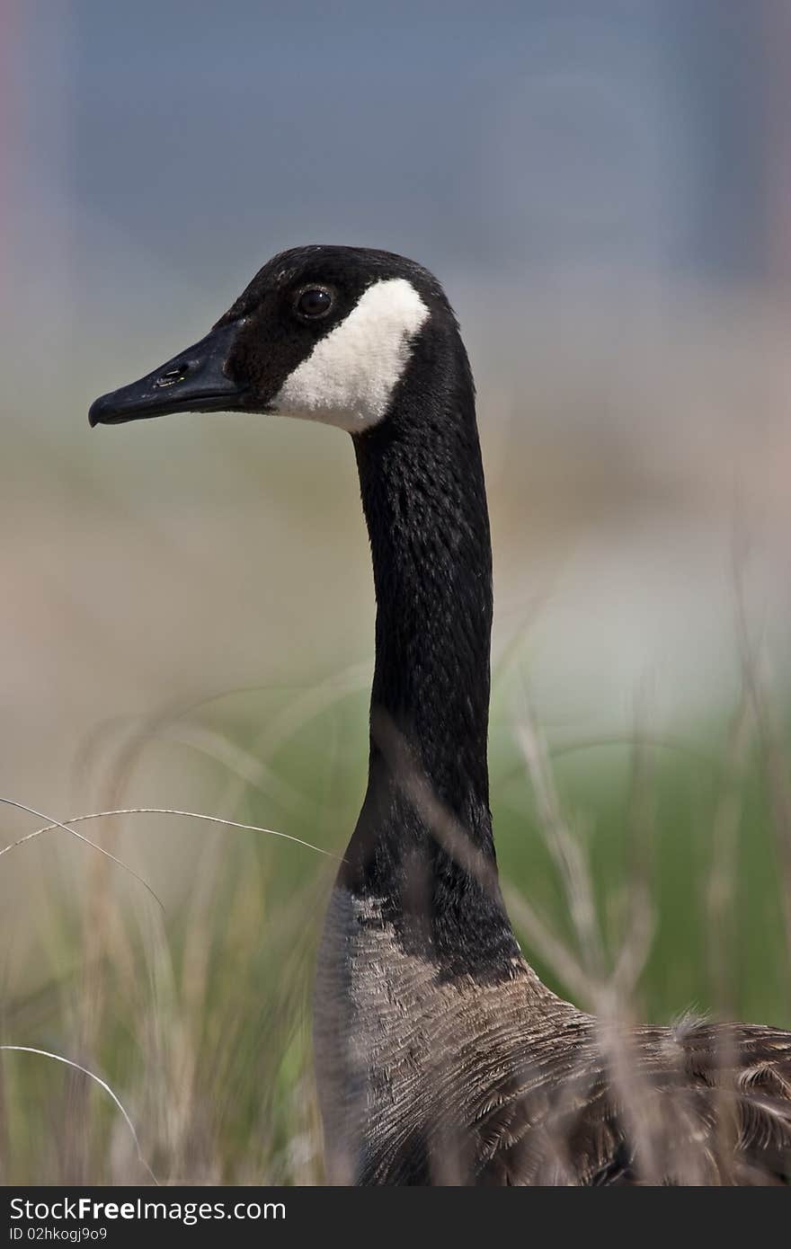 Canada goose (Branta canadensis) head shot in a field in the spring