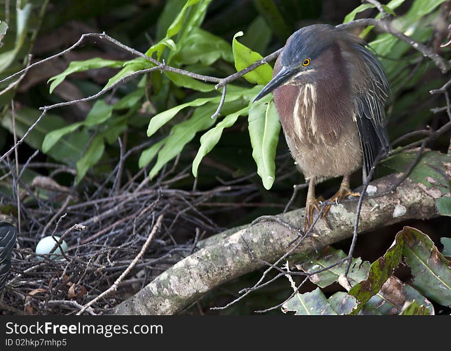 Pair of Green heron's sitting on nest with egg