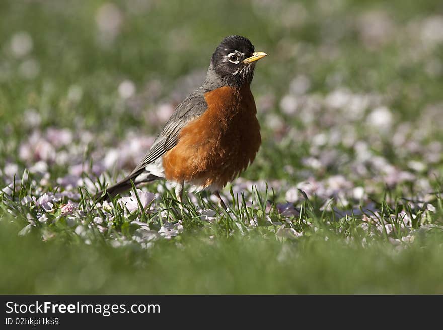 American robin in Central Park in spring, New York City