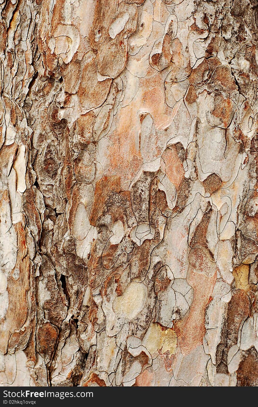 Pine crust texture