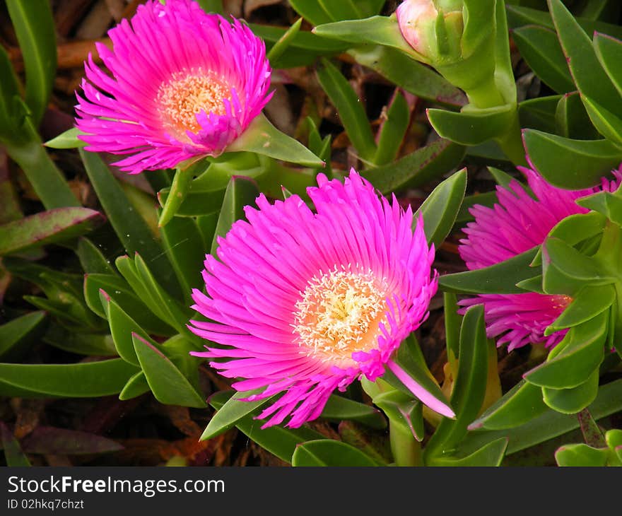 Seaside flowers growing on the rocks