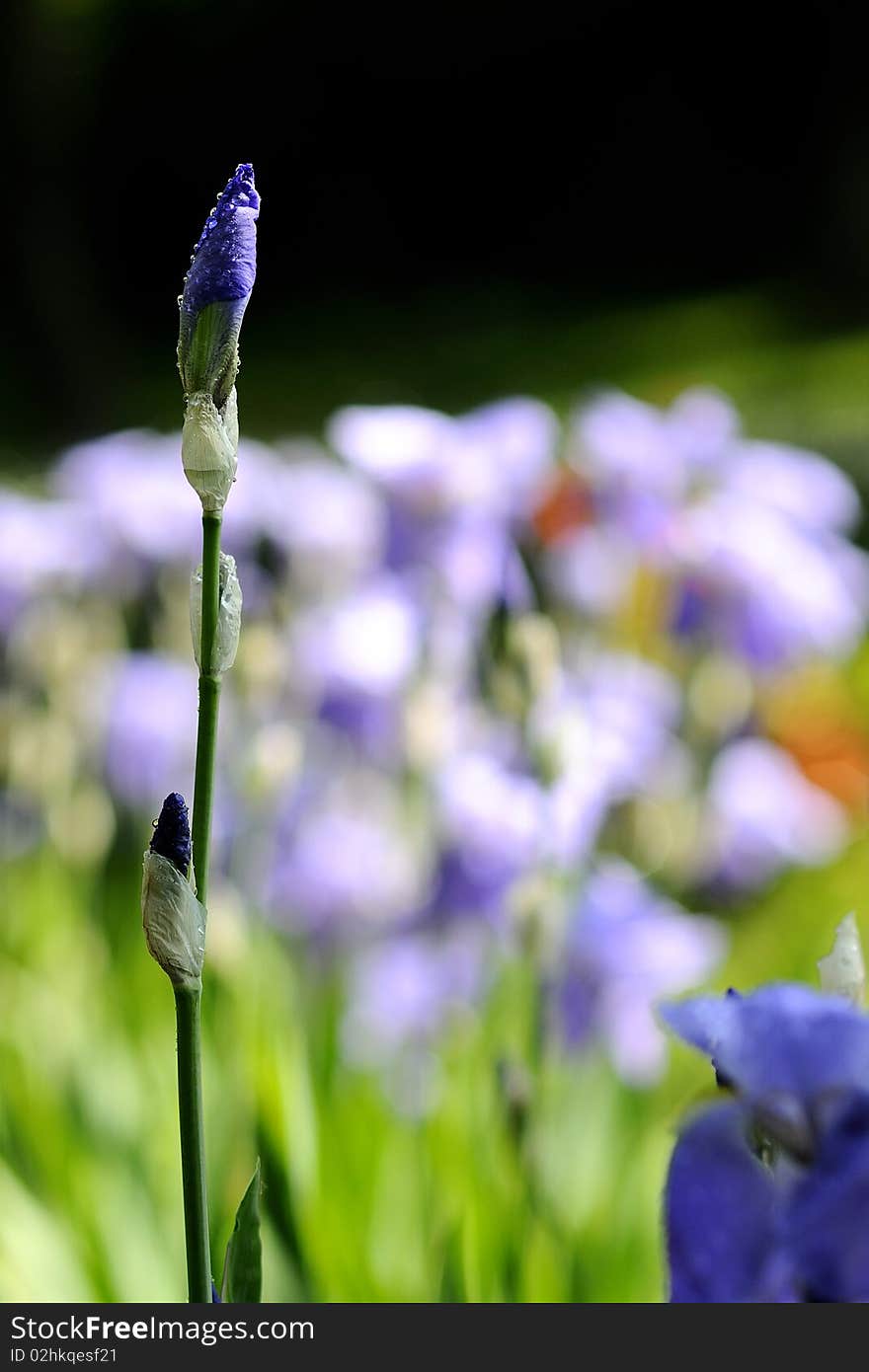 Closeup with blue iris bud