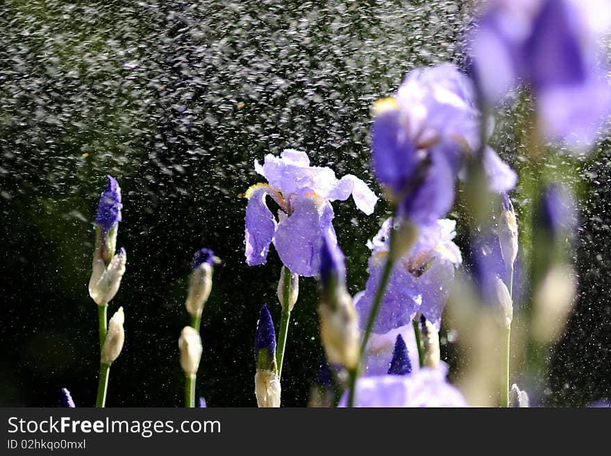 Water Drops On Beautiful Flowers