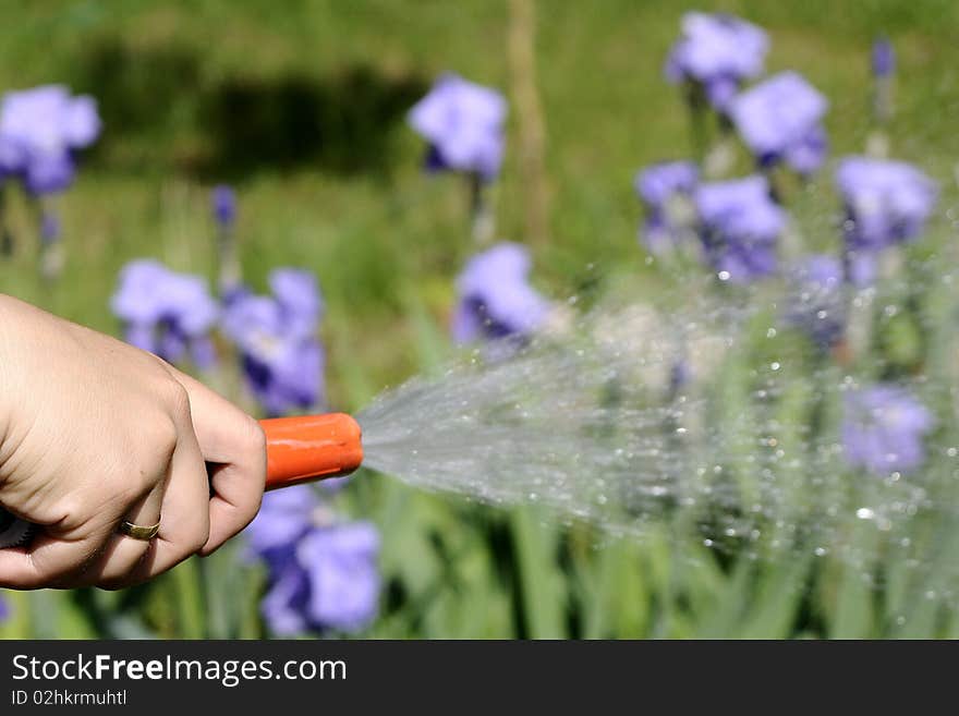 Human Hand And Water Drops On Beautiful Flowers