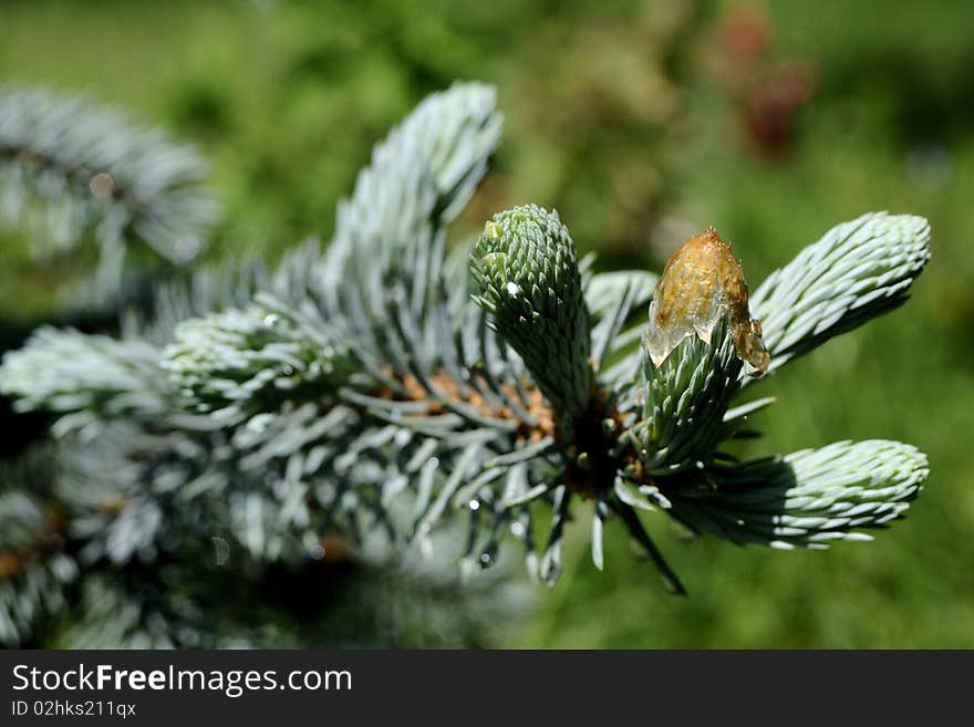 Isolated silver fir budding in spring season. Isolated silver fir budding in spring season