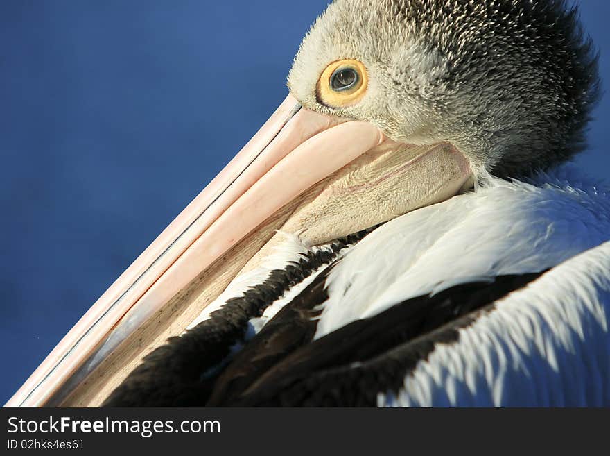 Profile shot of Australian Pelican with detail. Profile shot of Australian Pelican with detail.