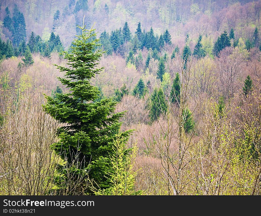 Early spring forest and green spruces. Early spring forest and green spruces.