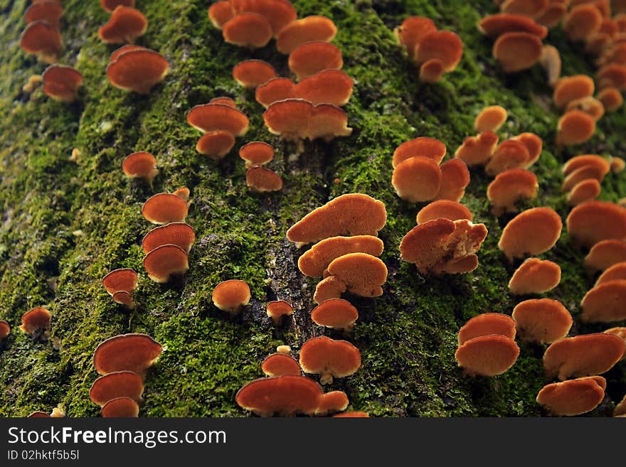 Tree Fungus, Ice Age Trail, Wisconsin