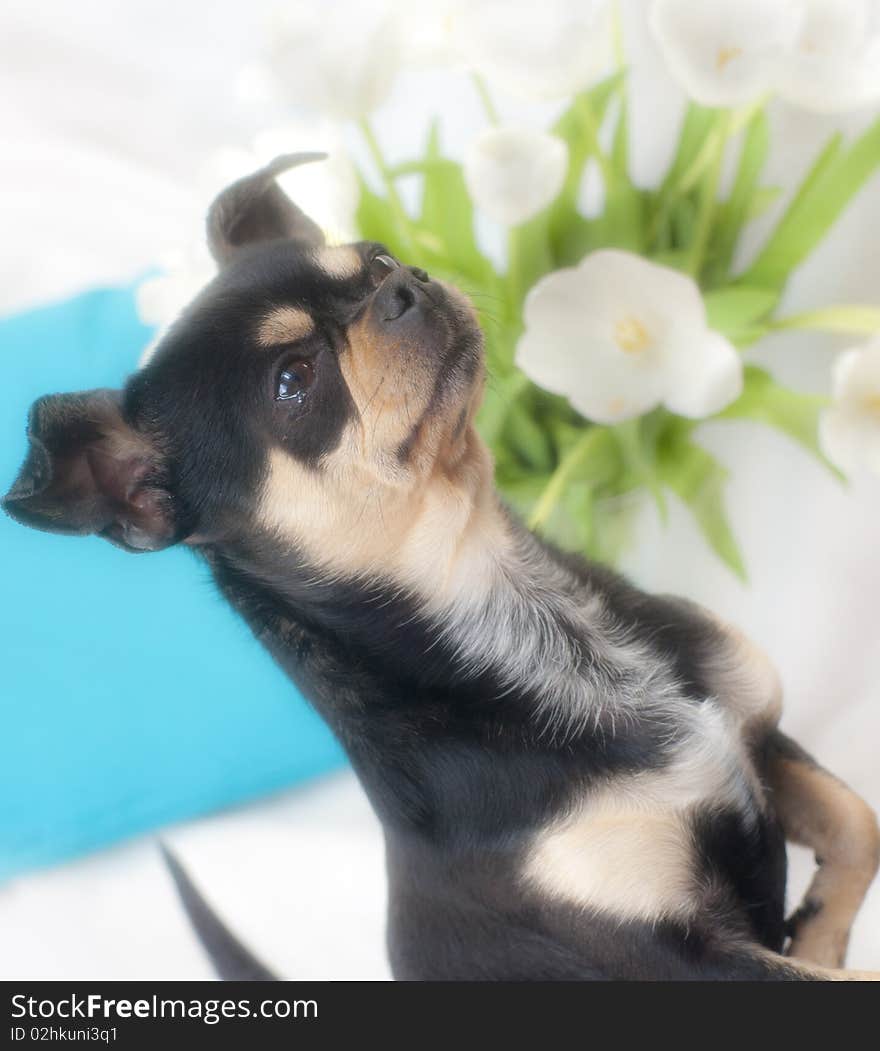 Chihuahua begging for food with tulips background. Chihuahua begging for food with tulips background