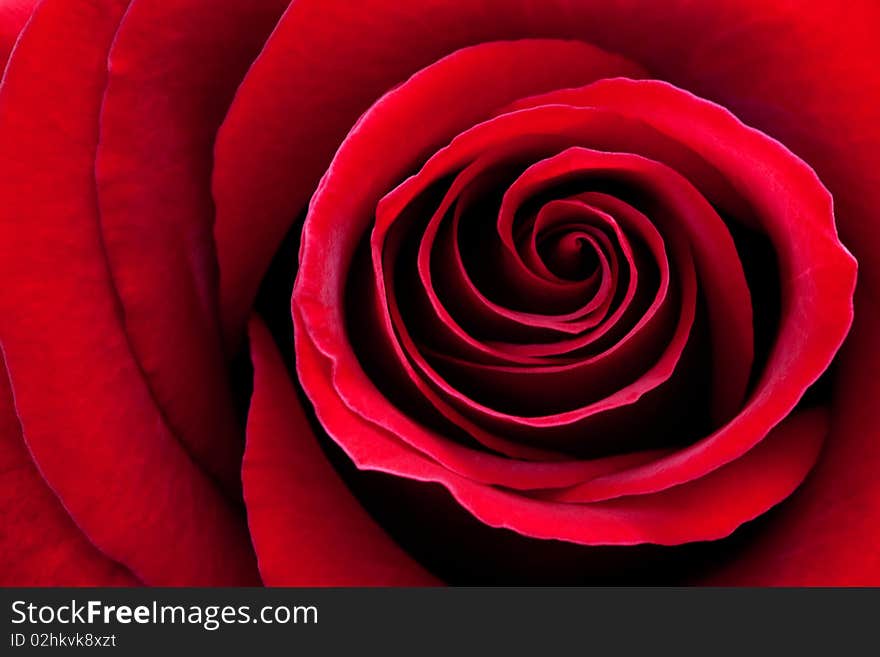 Red rose macro