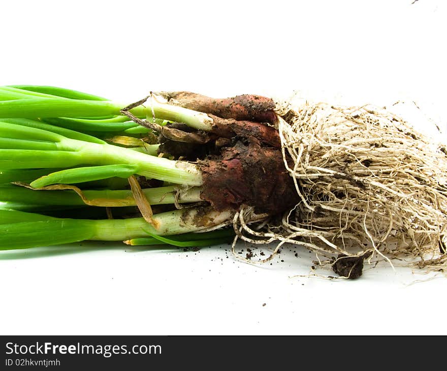 Spring onions with root