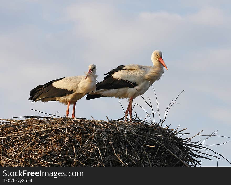 Storks in the nest