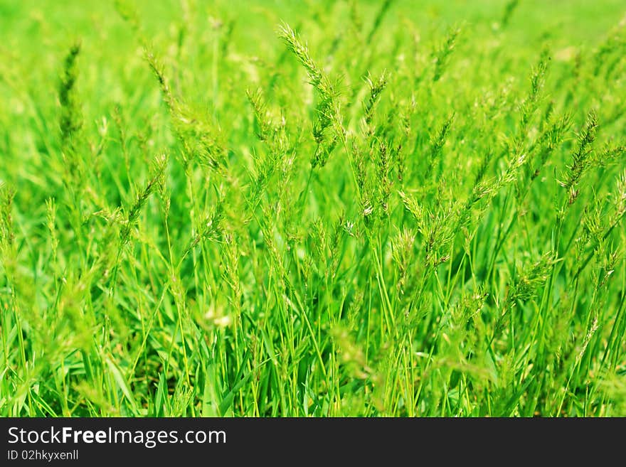 Fresh green grass  shallow depth of field. Fresh green grass  shallow depth of field