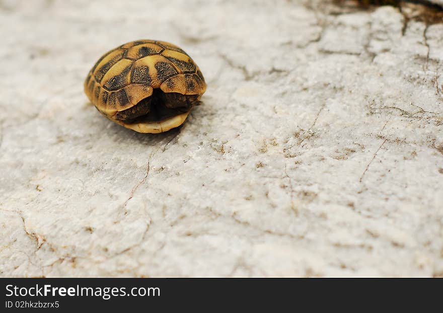 Small turtle hiding its head. Small turtle hiding its head