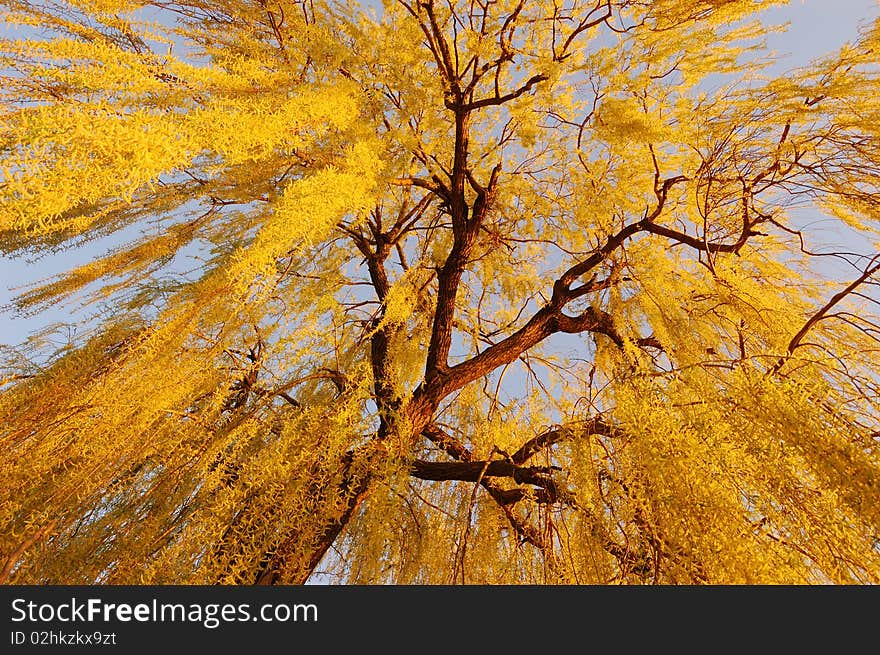 Weeping willow