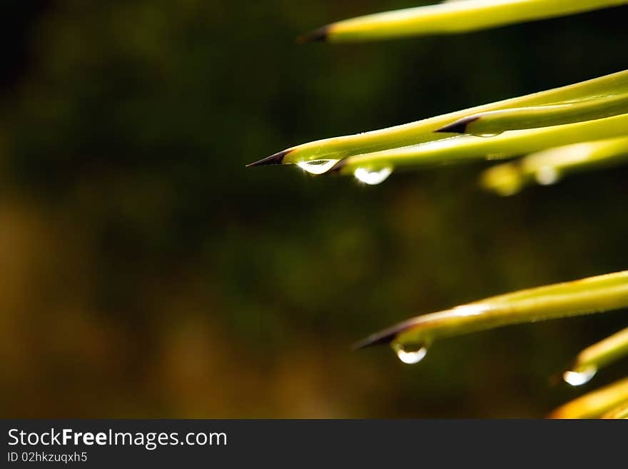 Green leaf with rain droplets