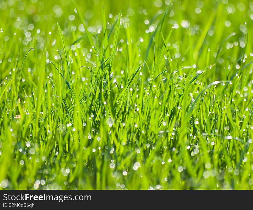 Wet green grass abstract texture background. Wet green grass abstract texture background.