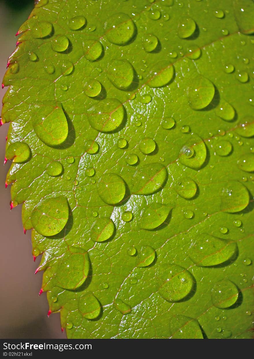 Water drops and texture of a leaf