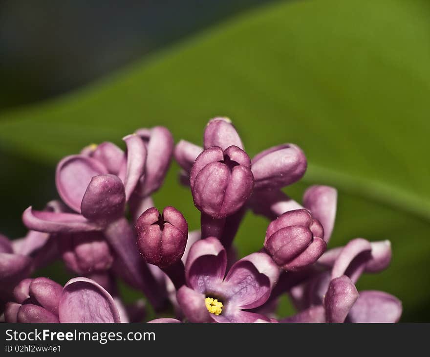 Close-up purple flowers of lilac with leaves on background