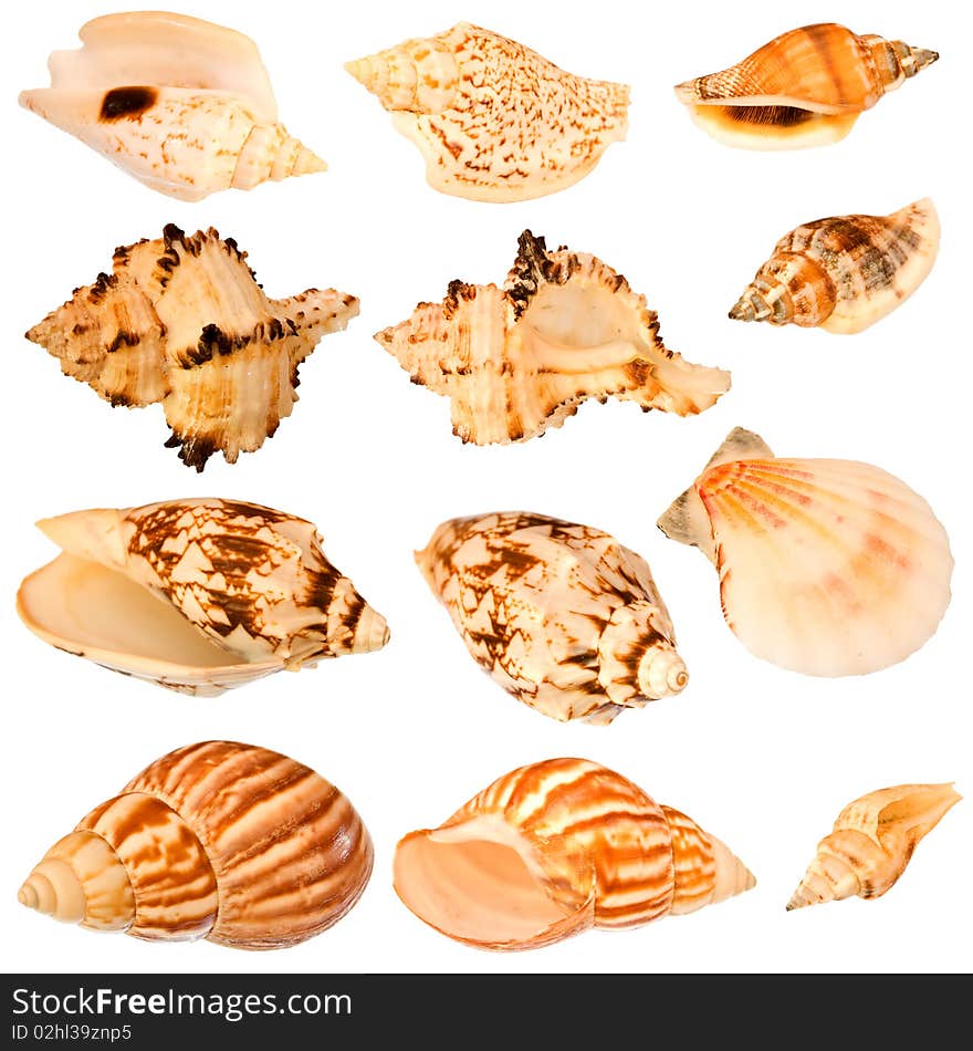 Seashells collection.