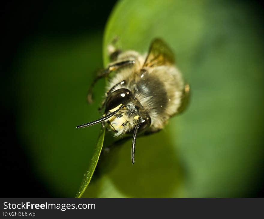 Macro with a bee stand on leaf